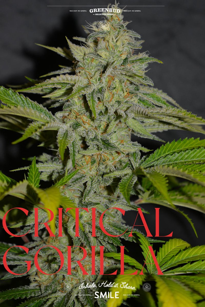 GreenbudSeeds's tweet image. Critical Gorilla in full force. 🌱

Combining fast flowering, solid yields, and heavy resin with a bold terpene profile, skunky candy, diesel, and dark coffee notes.

Limited Edition built for strength and intensity.

#GreenbudSeeds #CannabisCommunity #Weedlovers