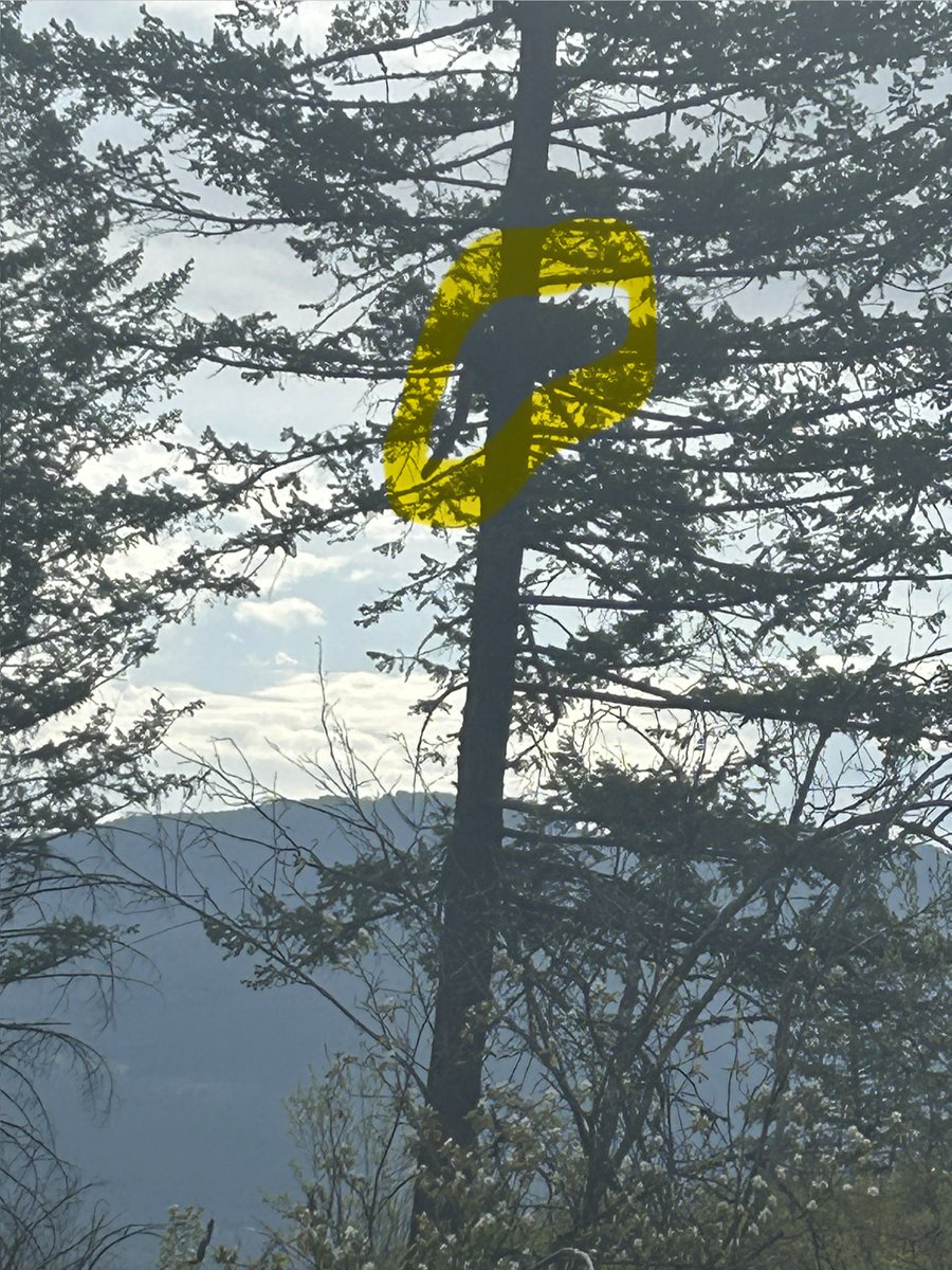 MuthaPNW 🌲🦅🇺🇸 tweet media