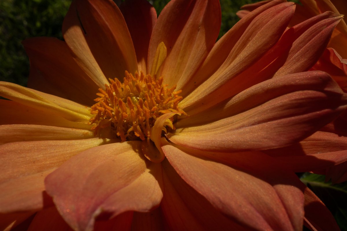 XmxHowes's tweet image. Check out my flower photos available here linda-howes.pixels.com/featured/dalay…

#wallartforsale #wallart #gifts #giftideas #closeup #Dahlia #DalayaApricot #dahlias #flower #flowers #flora #floralart #beauty #cards #art #nature #homedecor