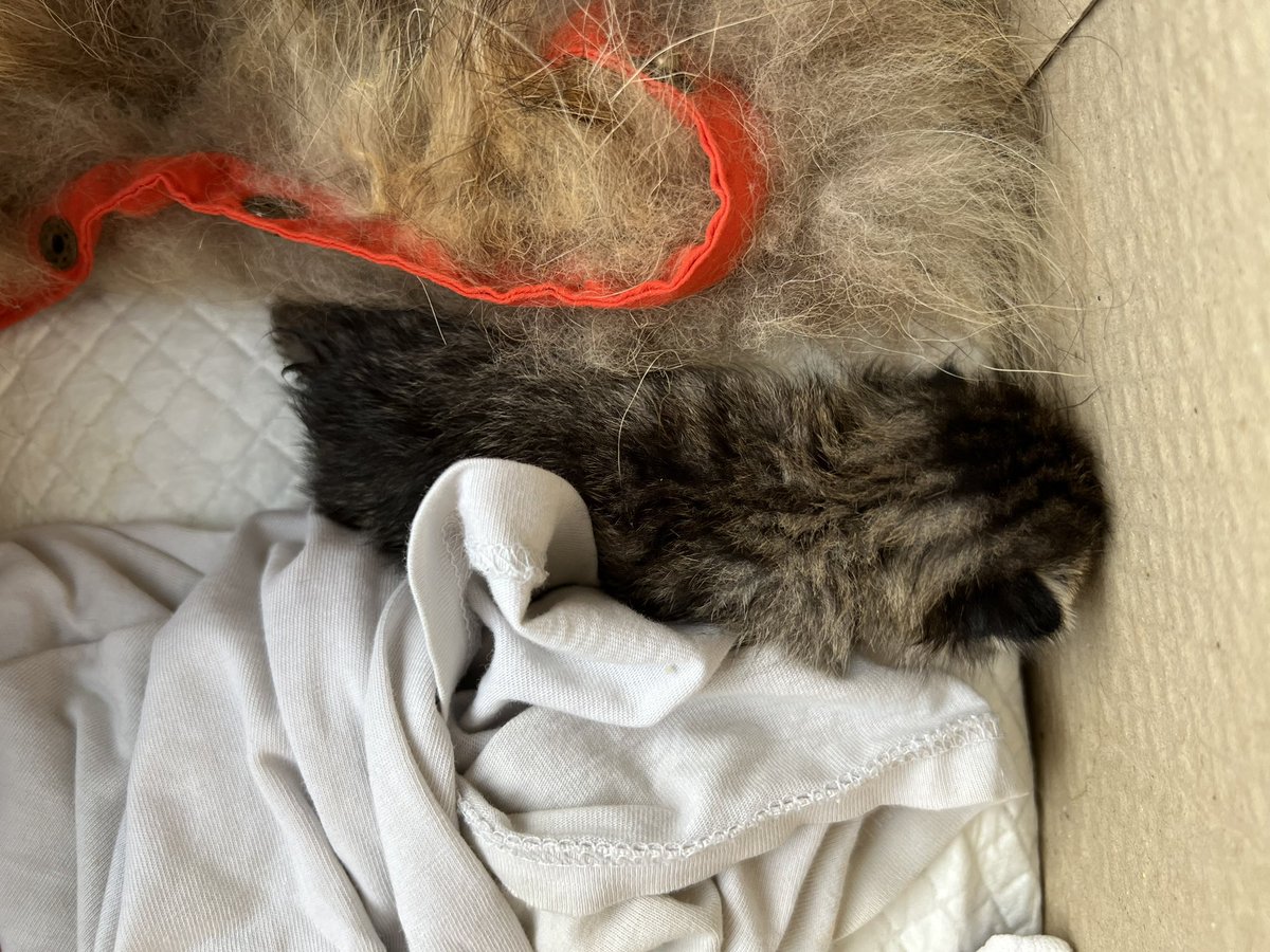 Дорогой Иван Эдуардович 🐋 tweet media