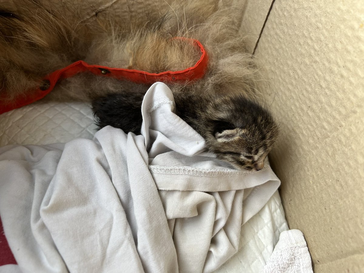 Дорогой Иван Эдуардович 🐋 tweet media