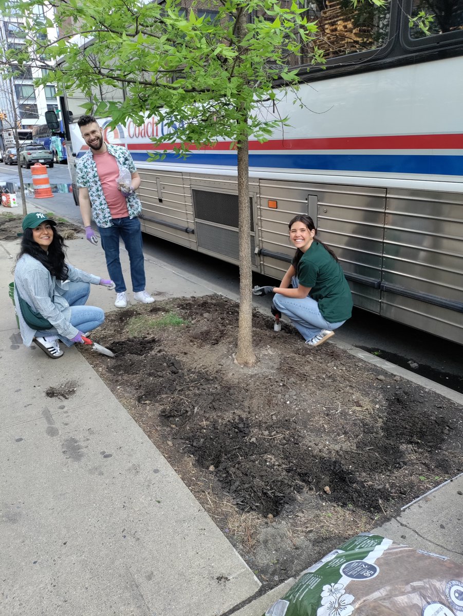 Trees New York tweet media