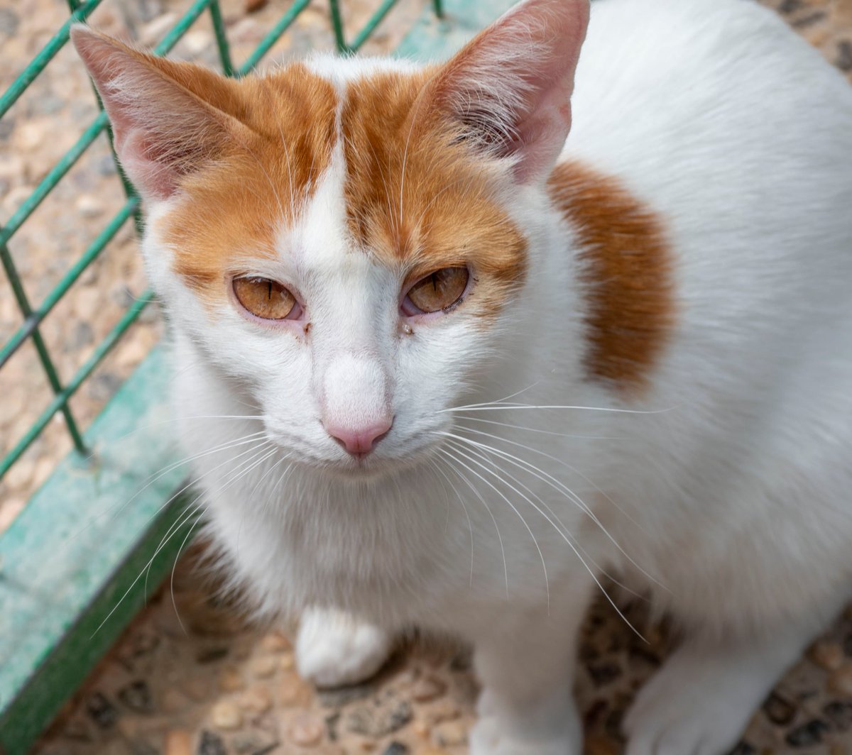 S.O.S. Gatos Murcia tweet media