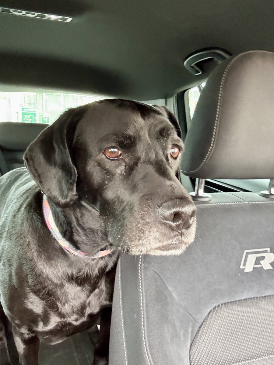 EdithCameron6's tweet photo. The concerned look when my tall one, his favourite human, goes into the petrol station. 

#comebackbruh https://t.co/5Y11WSbt9T