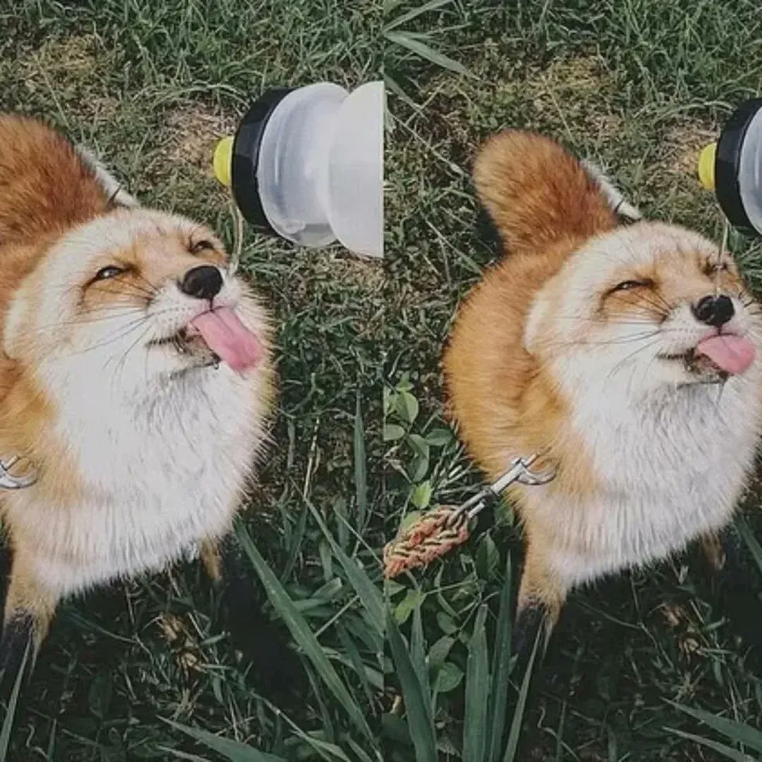 🍁 𝓣𝓱𝓮 𝓕𝓸𝔁 𝓛𝓲𝓯𝓮 🌾🦊 tweet media