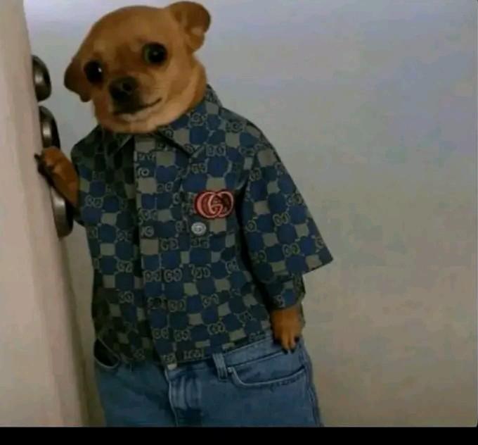 Sheema's finnest tweet media