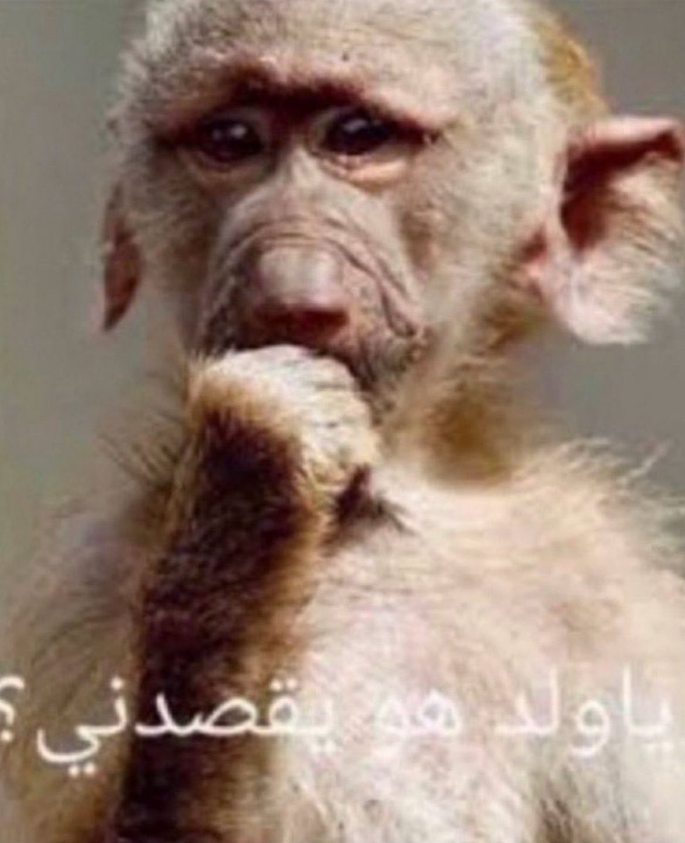 الــبــروفــيـــســـور tweet media