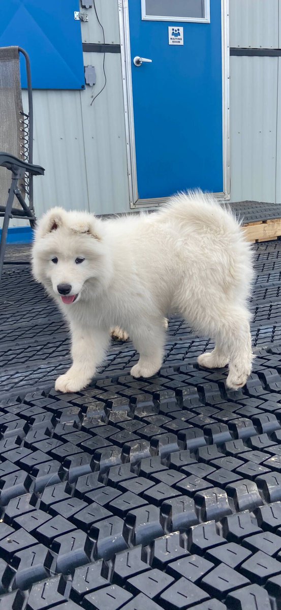 thebrandonsun's tweet photo. Three different farm families in Westman who are desperate to have their missing dogs return home say they suspect their pets may have been stolen. https://t.co/UcS1rI2xRS #bdnmb https://t.co/nilG6ChgYf