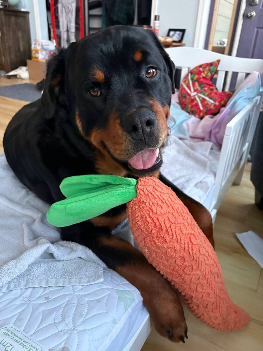 thebrandonsun's tweet photo. Three different farm families in Westman who are desperate to have their missing dogs return home say they suspect their pets may have been stolen. https://t.co/UcS1rI2xRS #bdnmb https://t.co/nilG6ChgYf