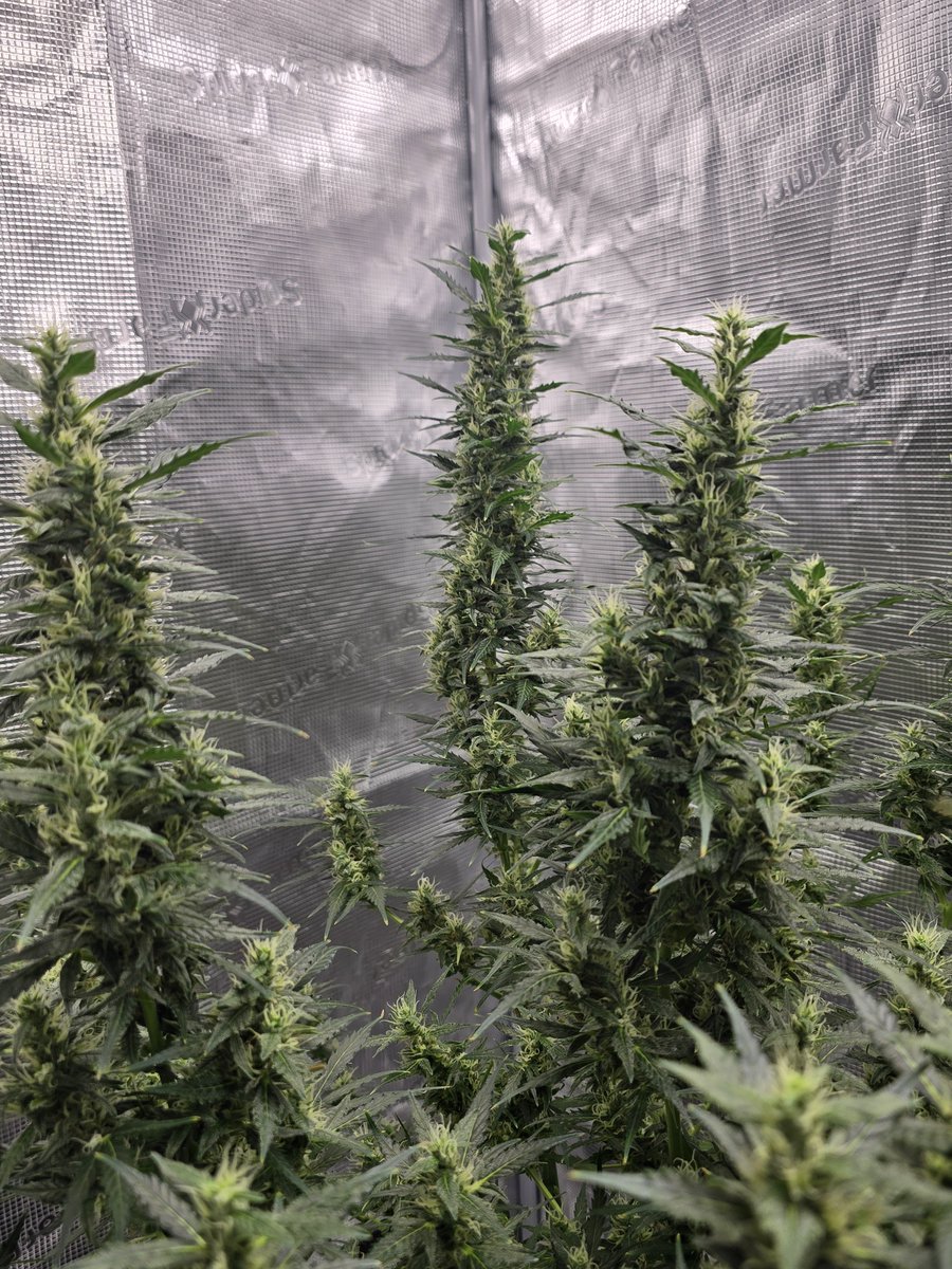 Down South Grow tweet media