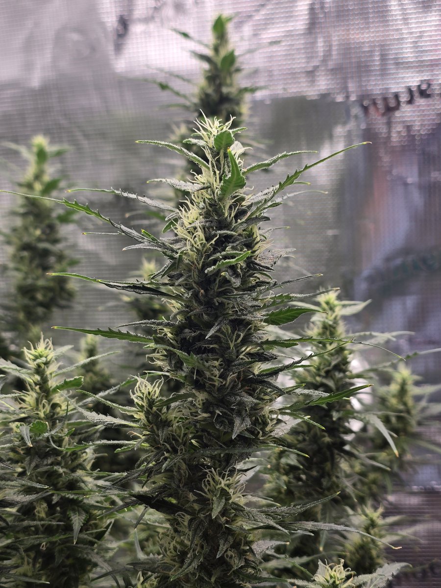 Down South Grow tweet media