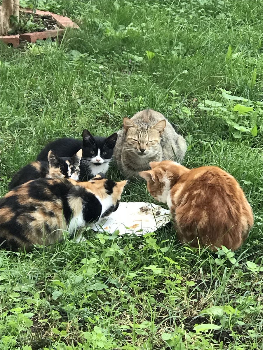 𝑹𝒐𝒔𝒆𝒏𝒕𝒉𝒂𝒍 tweet media