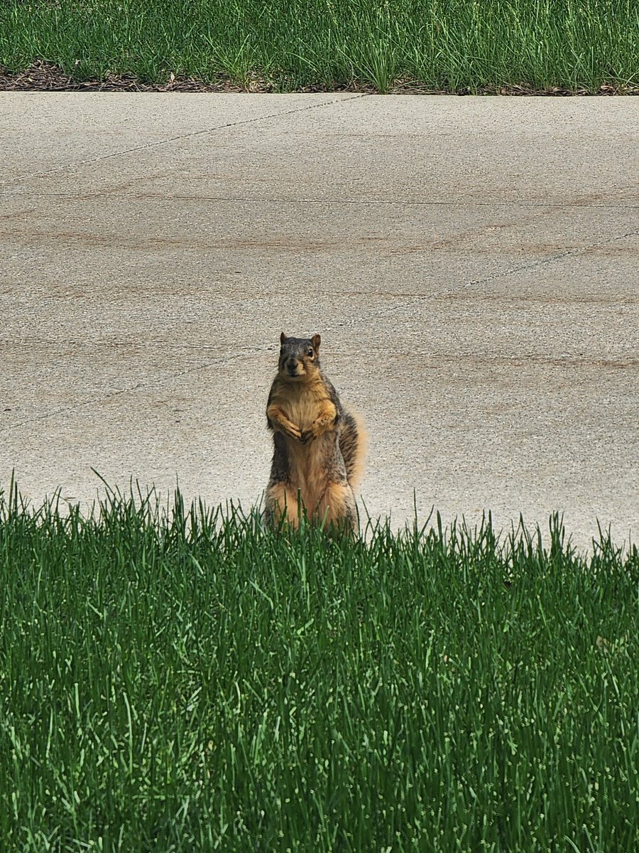 🌰✨️🐿Wyllow🐿✨️🌰SUMMER DEBUT 06/28 🏝️⛱️ 🌊 tweet media