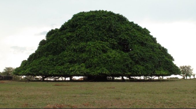 Este árbol, un solo árbol, hace una sombra de 2.500 metros cuadrados, produciendo oxígeno y creando un micro clima fresco

Sembremos árboles en nuestros vecindarios: calles, parques y espacios vacíos

Es una excelente manera de mejorar nuestra calidad de vida

Please dale ReTwit