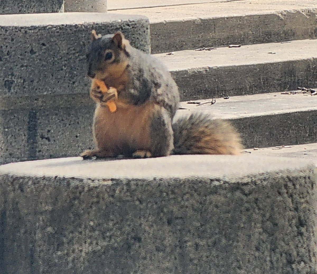 🌰✨️🐿Wyllow🐿✨️🌰SUMMER DEBUT 06/28 🏝️⛱️ 🌊 tweet media