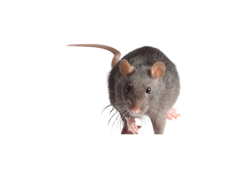 RATTO tweet media