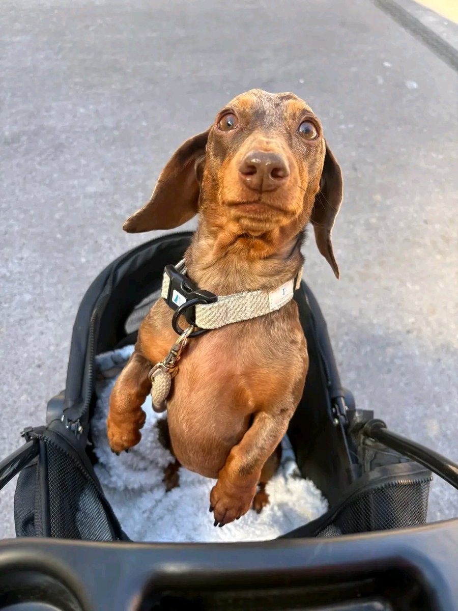 Dachshund Lovers Club tweet media