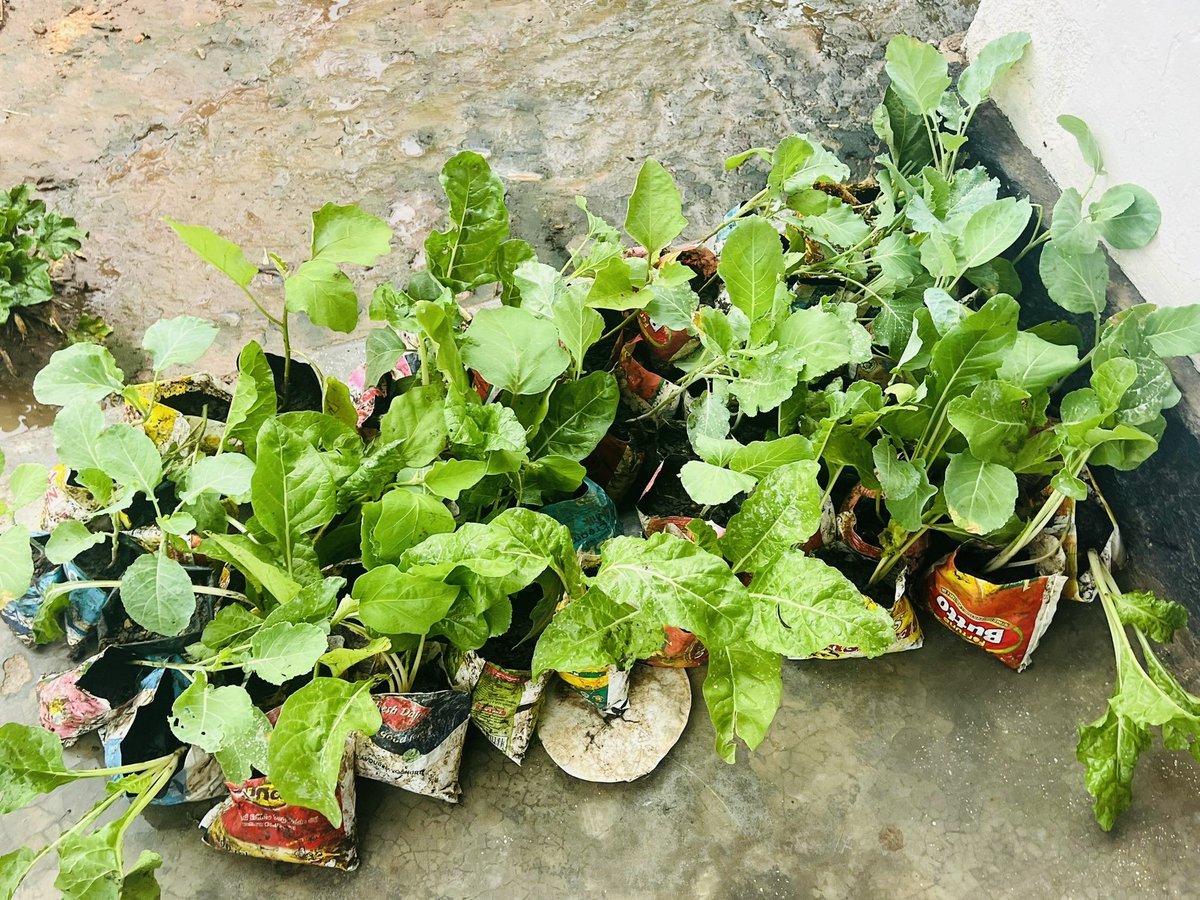 warmheartsug's tweet image. Mukono youth rocked backyard farming training this Week! 🌾 

What an incredible turnout for our hands-on backyard farming training. 

Over 50 young people aged 18-35 rolled up their sleeves and transformed #small spaces into food #powerhouses and employment spaces. 
#eydcd
