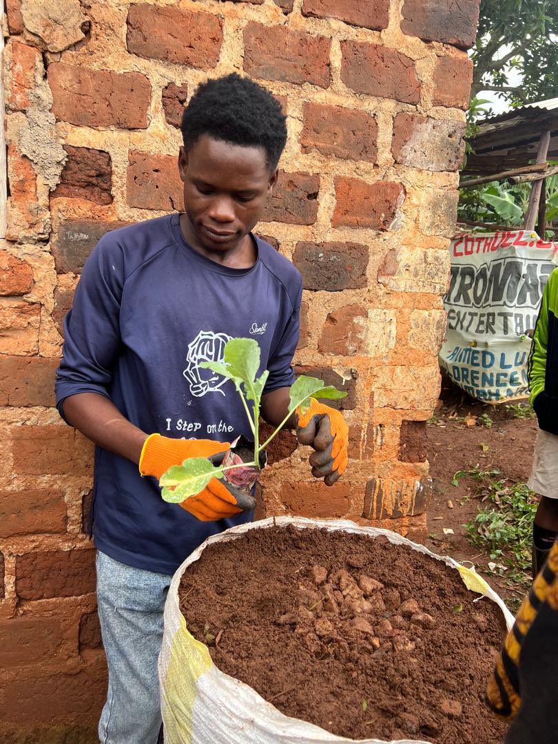 warmheartsug's tweet image. Mukono youth rocked backyard farming training this Week! 🌾 

What an incredible turnout for our hands-on backyard farming training. 

Over 50 young people aged 18-35 rolled up their sleeves and transformed #small spaces into food #powerhouses and employment spaces. 
#eydcd