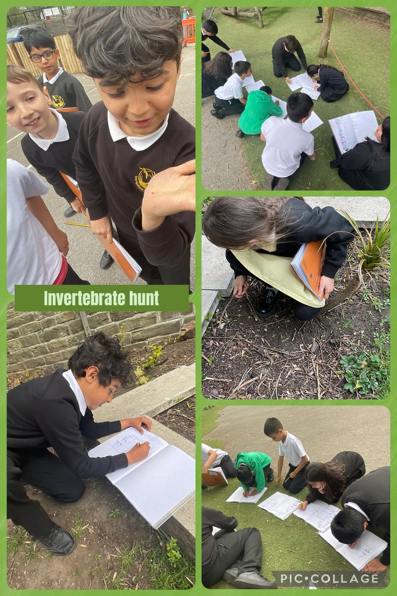 MarshfieldPS's tweet image. Year 4 RP had a fantastic time during an invertebrate hunt as part of their Science topic Living Things and Their Habitats.🦟🐝🪰🐜🪳🔍#MPSScience