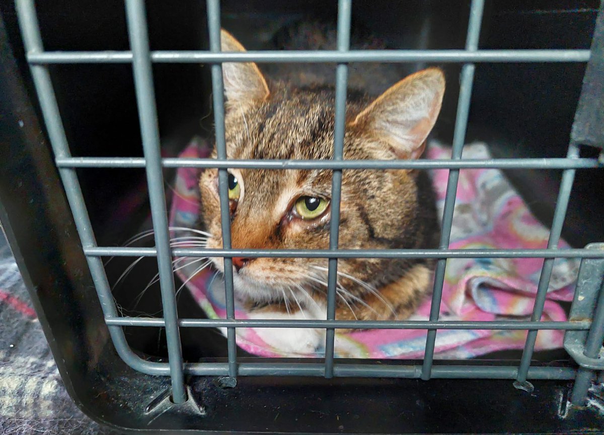 Miau Miauu - Izabela Wieczerzak tweet media