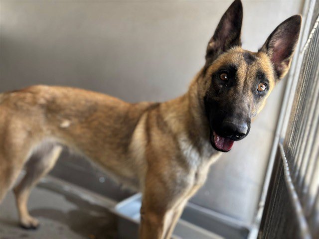 SabaMekaZeus's tweet image. 🆘 CRITICAL in #California 🐕

WINNIE is a Gorgeous 15mth old #BelgianMalinois who URGENTLY needs a Breed Aware HERO to Save her from Devore AC, San Bernardino County, California

To ADOPT:
&amp;gt;Check link for Address Location
&amp;gt;Go to Devore AC
&amp;gt;Ask for ID: #A589433
&amp;gt;ADOPT WINNIE 🐕