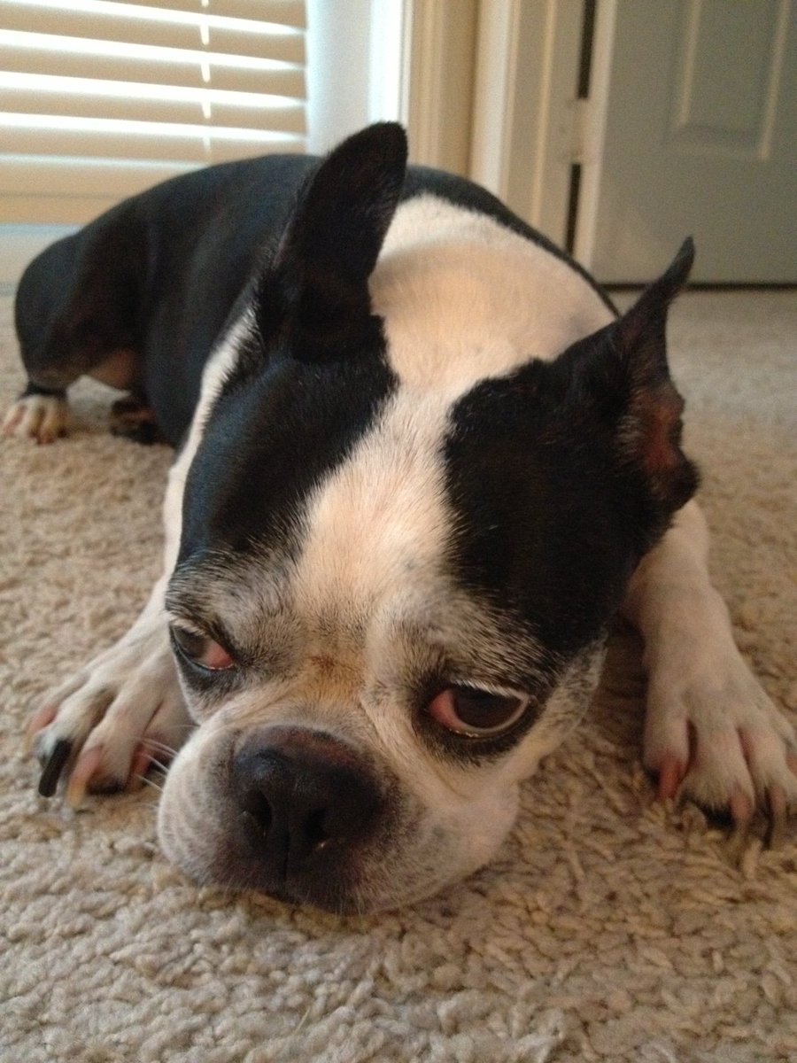 ianjmalone's tweet image. I've owned dogs nearly all my entire life. Every single one of them holds a warm place in my heart... but there was just something special about The Cranes. 😍

Really do miss those two. #GOAT