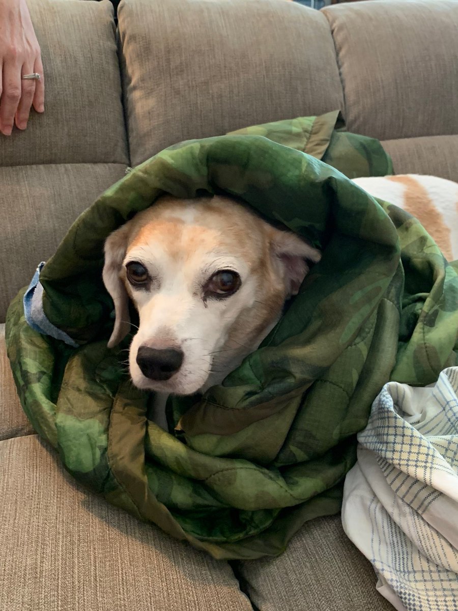 ianjmalone's tweet image. I've owned dogs nearly all my entire life. Every single one of them holds a warm place in my heart... but there was just something special about The Cranes. 😍

Really do miss those two. #GOAT