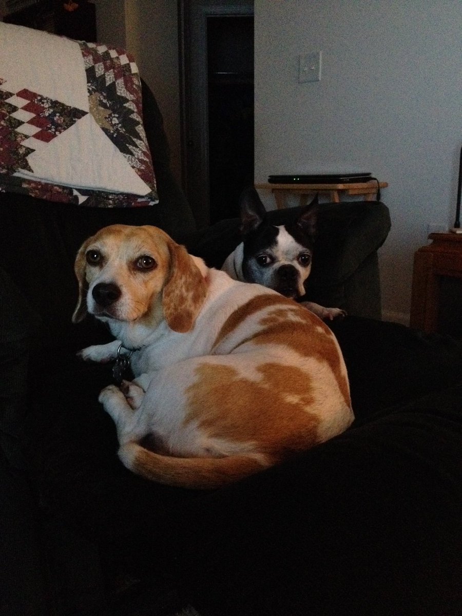 ianjmalone's tweet image. I've owned dogs nearly all my entire life. Every single one of them holds a warm place in my heart... but there was just something special about The Cranes. 😍

Really do miss those two. #GOAT