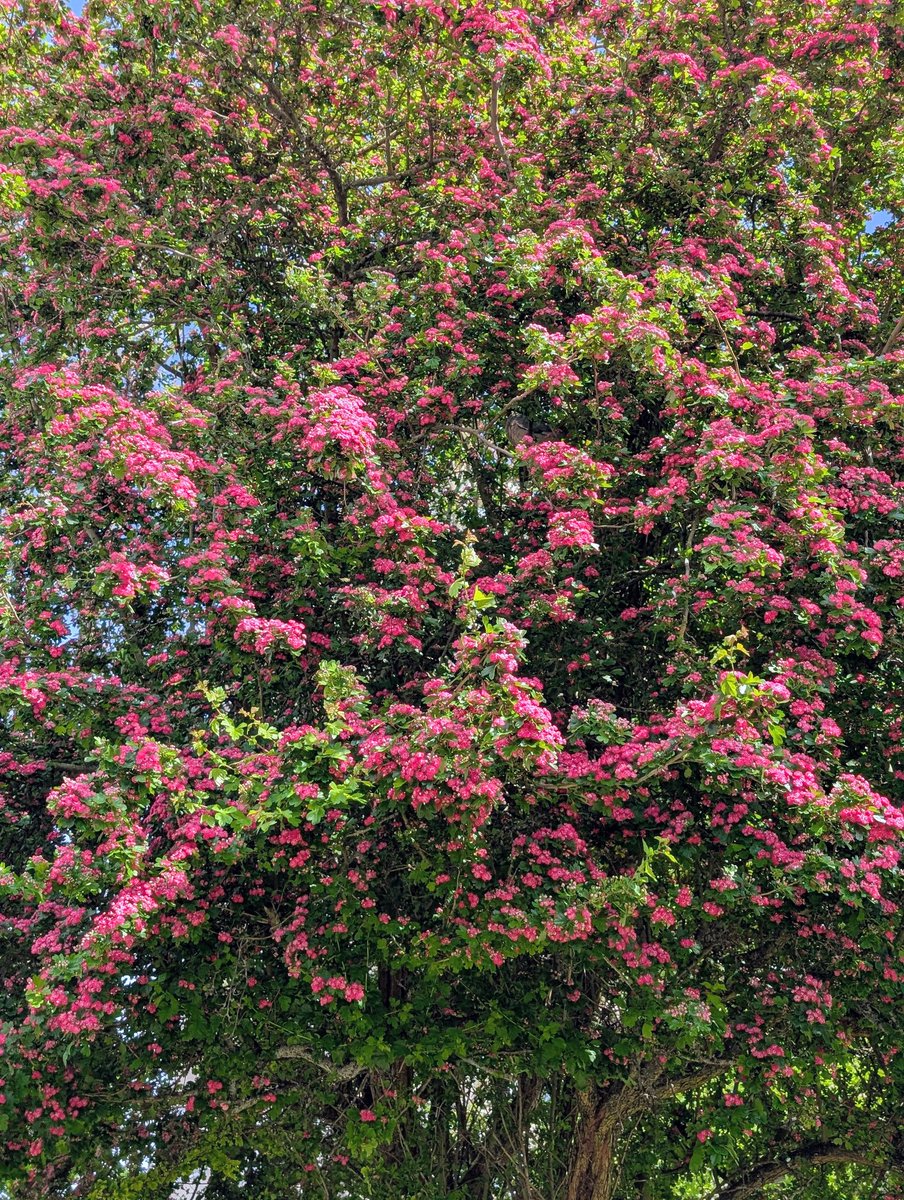 tootingnewsie's tweet image. These trees on Blackshaw Road in #Tooting are bursting with beautiful and vibrant blossom! Who out there can identify the type of tree?
