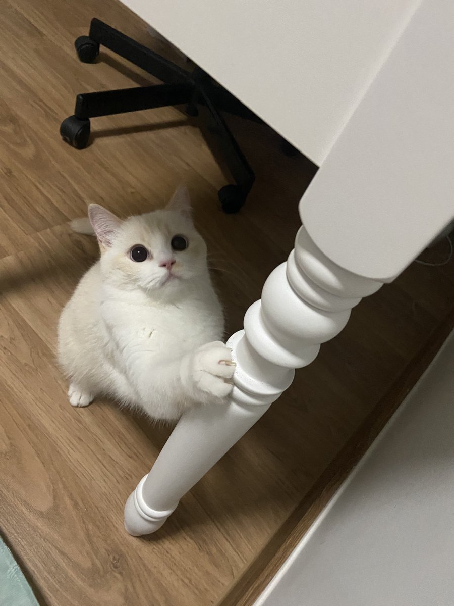 𝓖𝓮𝓮𝓰𝓲 ᷄⸱ᴥ⸱ ᷅ tweet media