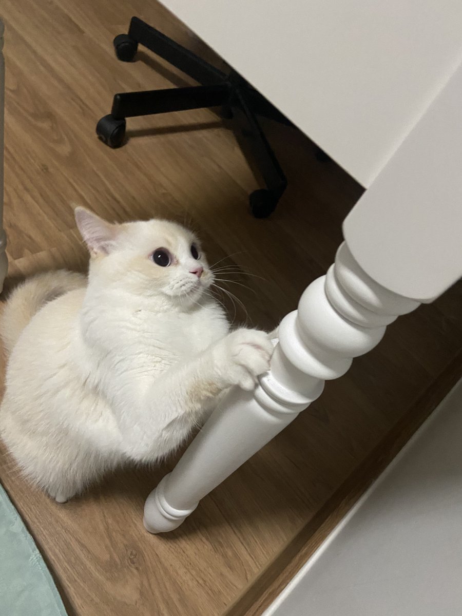 𝓖𝓮𝓮𝓰𝓲 ᷄⸱ᴥ⸱ ᷅ tweet media