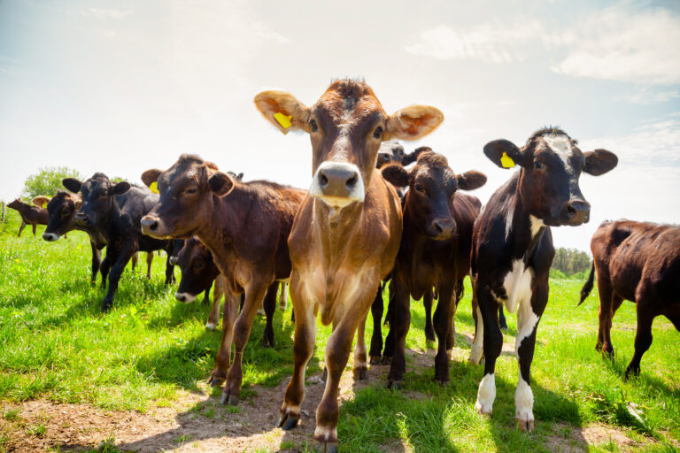 mydirectdriller's tweet image. 🚜 The lay of the land: financing regenerative farming written by Ben Makowiecki, Agriculture Sustainability Director, Lloyds.

Read now - directdriller.com/the-lay-of-the…

Issue 36 of Direct Driller Magazine sponsored by @LloydsBankBiz 

#directdriller #farmlife #farmingmagazine #regenag