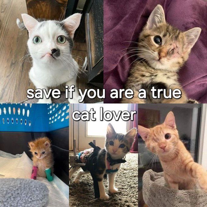 Cool Cat Society tweet media