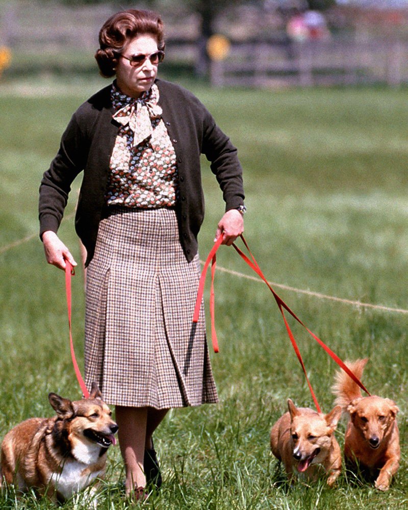 Dr_TheHistories's tweet image. Queen Elizabeth II’s bond with her corgis was one of the most recognizable parts of her public image, stretching back to her childhood. But in 2015, after decades of raising and caring for the dogs she adored, she made a quiet, deeply personal decision: she would stop breeding