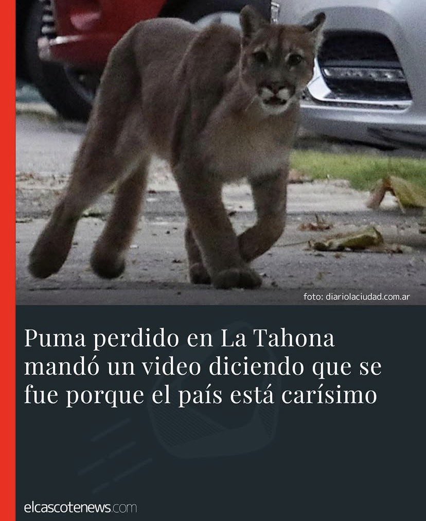 Confucio tweet media