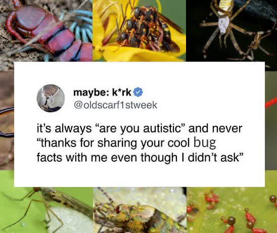 Entomemeology tweet media