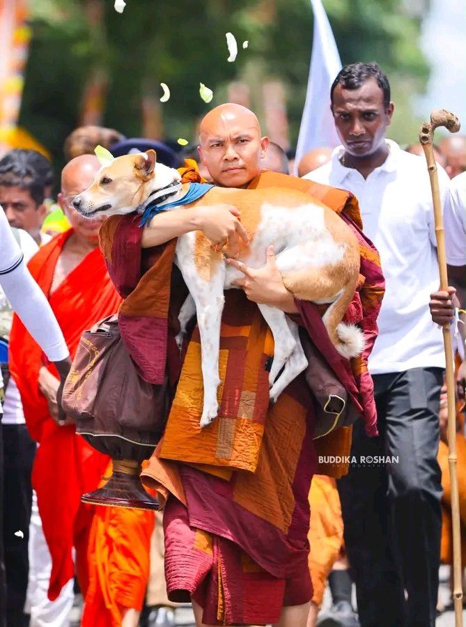 ImThimira07's tweet image. A bond of Peace - A beautiful moment of loving kindness.!🙏♥️

#lka #SriLanka #WalkForPeace