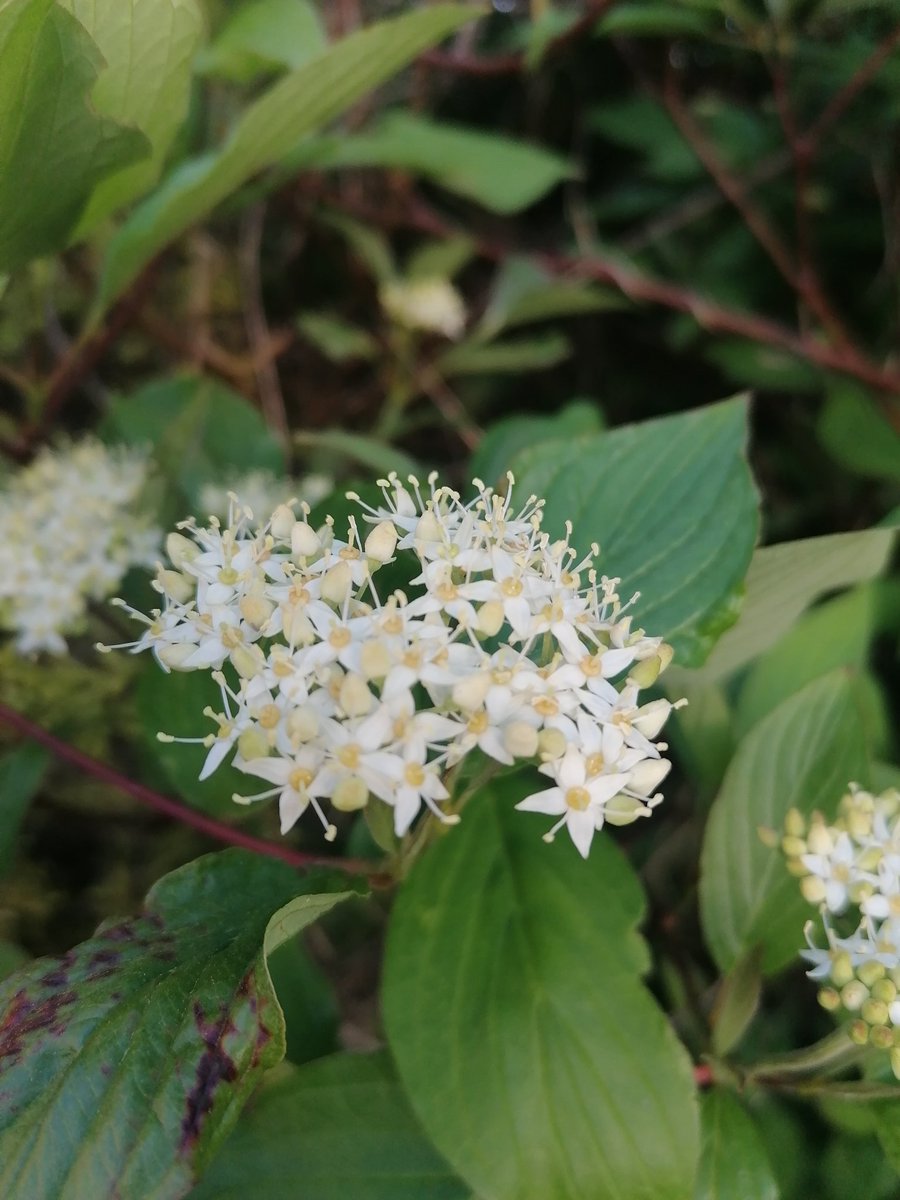 RMRSavage's tweet image. Photographed in my garden today: Cornus and Photinia, both in flower. Did you know that a cluster of flowers is called an inflorescence? #gardening