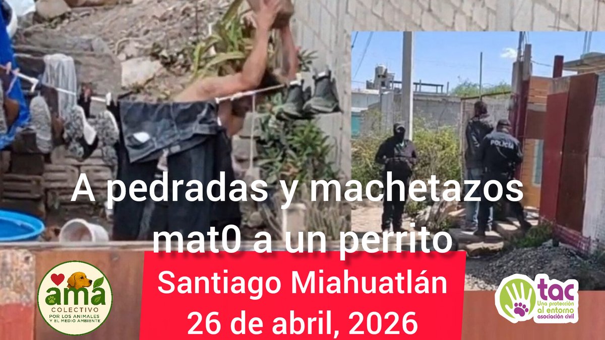 Ni Perra Idea - Periodismo Daltónico tweet media