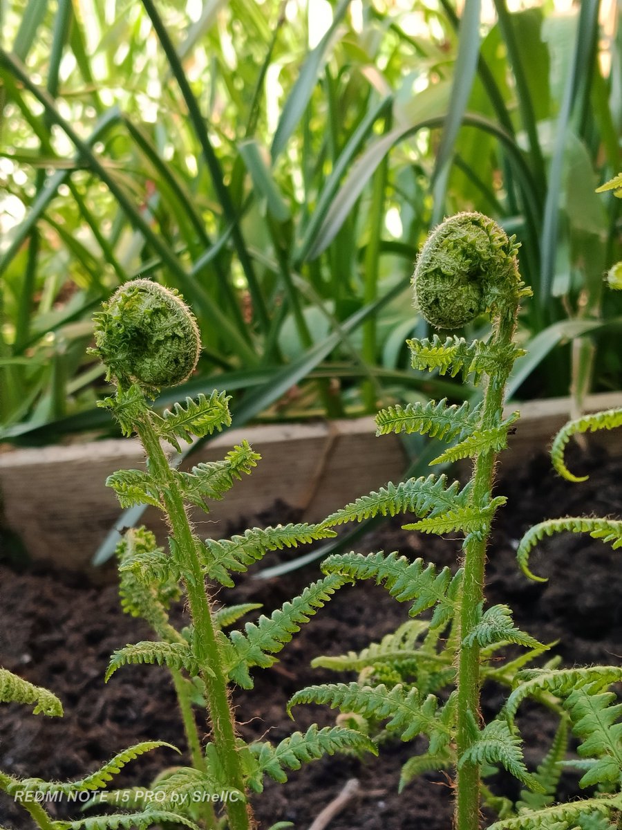 CyprusPictures's tweet image. This is how we do #gardening
It's all about #nature, mostly aimed towards the #birds #bees &amp;amp; other #insects plus the #hedgehog nightly visitations who rummage in, the #wilderness.
We've just started another area, sprinkling lots of #wildflower seeds📷