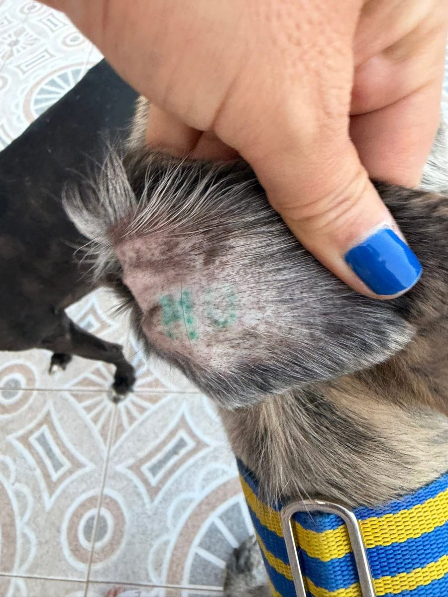 Galgos del Sol tweet media