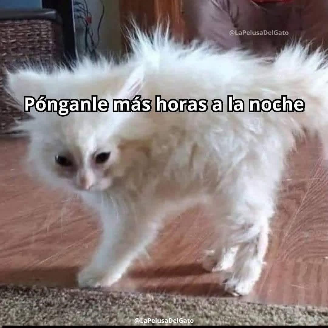Dilo con gatitoz tweet media