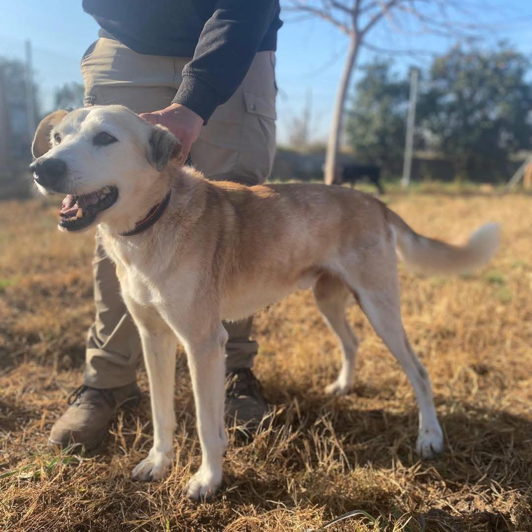 SosAbuelos1's tweet image. #VALENCIA
#CARMELO tiene 11 años. Es un abuelito rescatado al que nadie reclamó en su momento.

¡Siempre está alegre!! Es muy simpático y agradecido. Un yayete adorable 💜.

También convive y se lleva súper bien con sus compañeros de box. 

¿Quieres conocerlo y quizás cambiarle