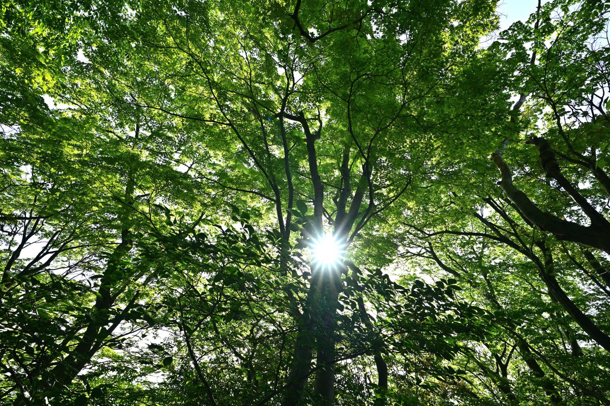 fjellblomsz's tweet image. おはようございます☁
新緑と光条✨

祝日だけど早々と仕事を終わらせて帰りたいです💨

#Nikon　#photographer　#Z7
#新緑　#光条　#丹沢