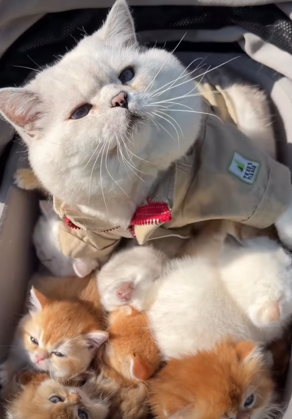serithemage's tweet photo. I found the next giga runner

1 day old  3m likes, 50m views

Apollo is the name of the cat its in the comments

https://t.co/VlYsSSDobC https://t.co/l4FjueSTLO