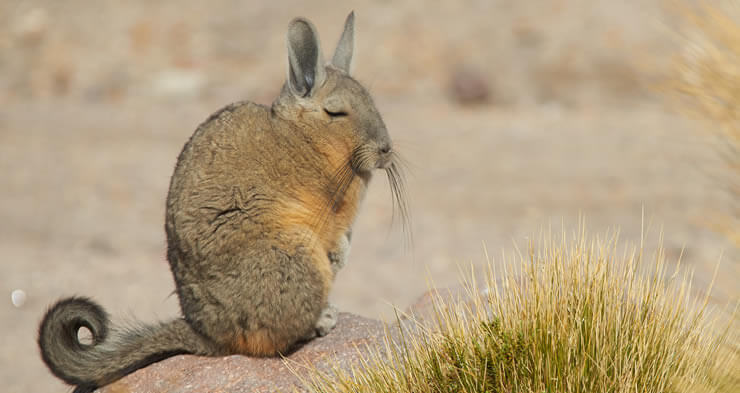CLASS_telescope's tweet photo. Behold the mighty viscacha. These cuties come out to sun themselves on the rocks by the telescopes. It's good luck to spot a viscacha on the way to the site. https://t.co/dmfIDpkXhI