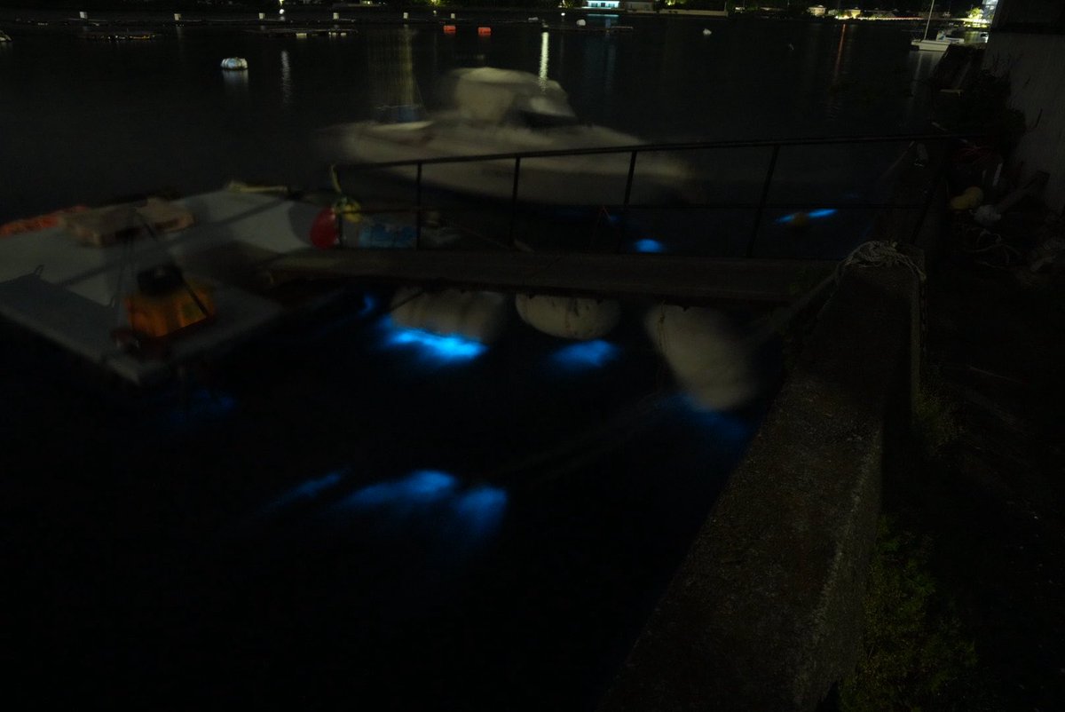 夜光虫が出とるという話を聞きつけ急ぎ向かったものの、タッチの差で間に合わずどっかに流れてしまった。

なんとか見つけて撮ったけれど、自分の目で見た方が幻想的だった