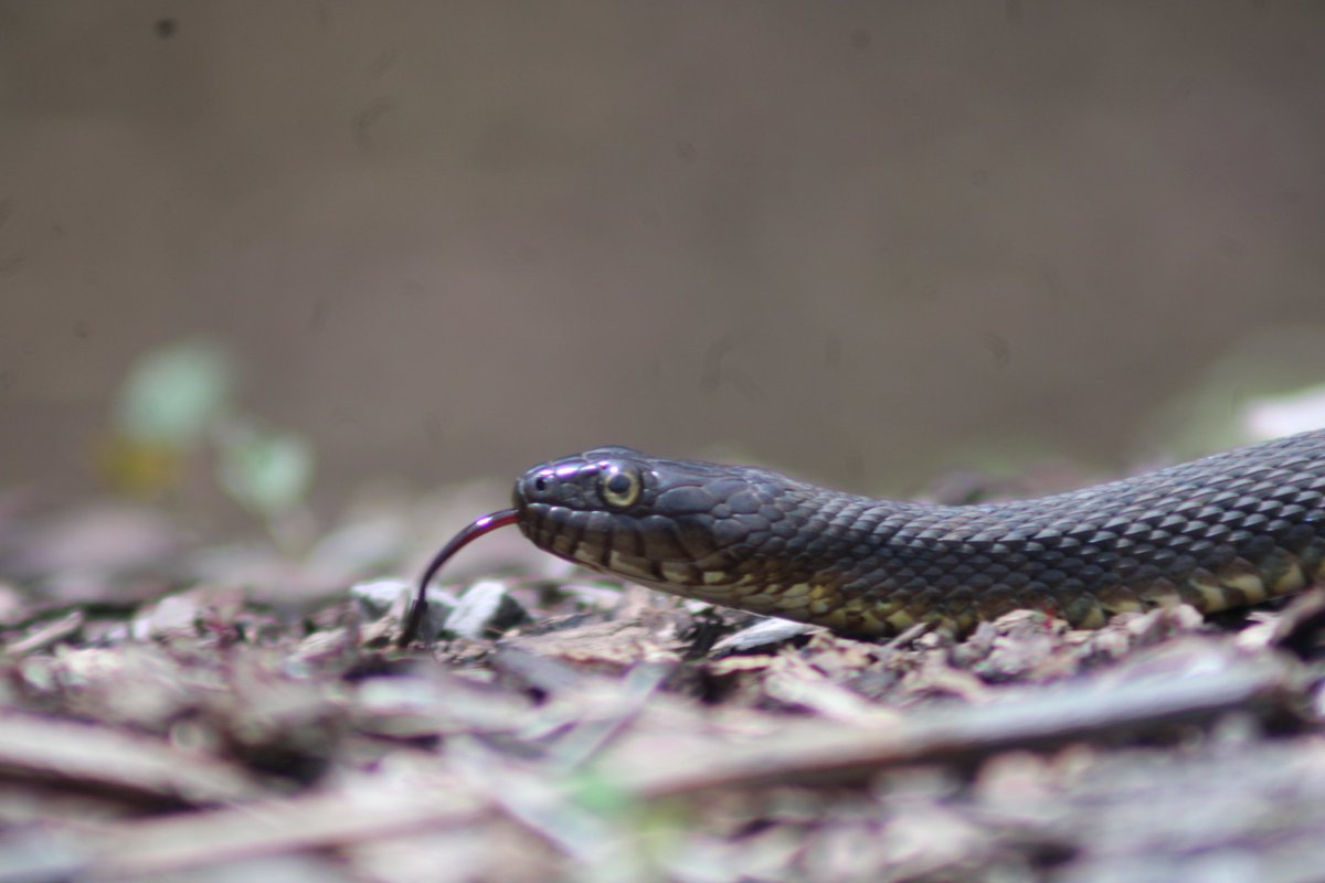 mistresskittykisses tweet media