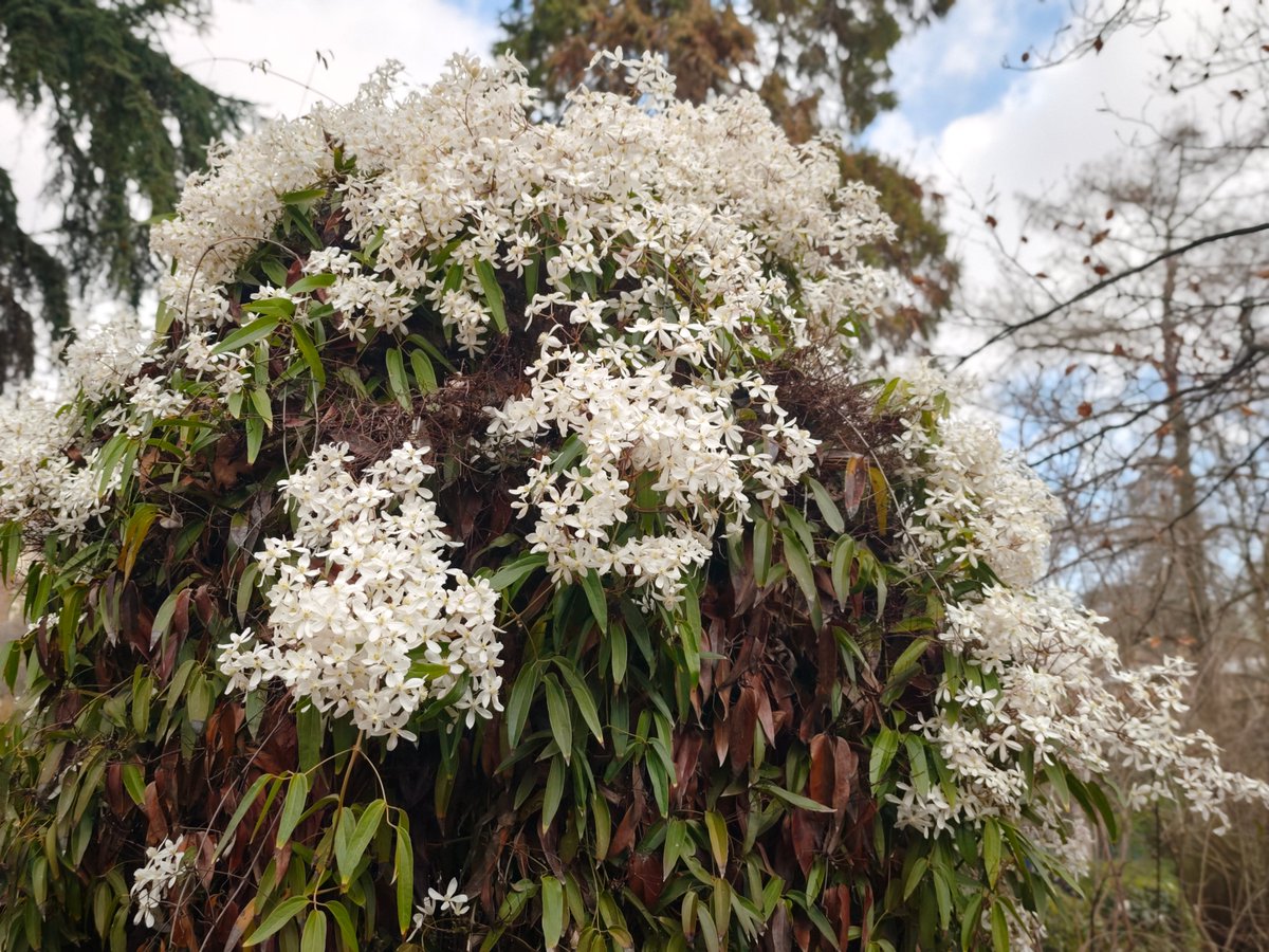 KatySnchez's tweet image. Clematis armandii, también conocida como clemátide de Armand. Belleza de planta #flores #primavera #blanco #hacerfotos